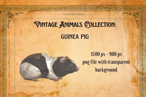 Charming Vintage Guinea Pig Illustration for Designers