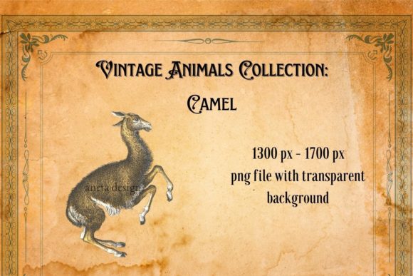 Vintage Camel Illustration: A Timeless Design Asset