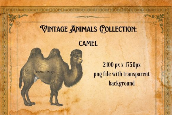 Vintage Illustration of Camel: A Timeless Design Asset