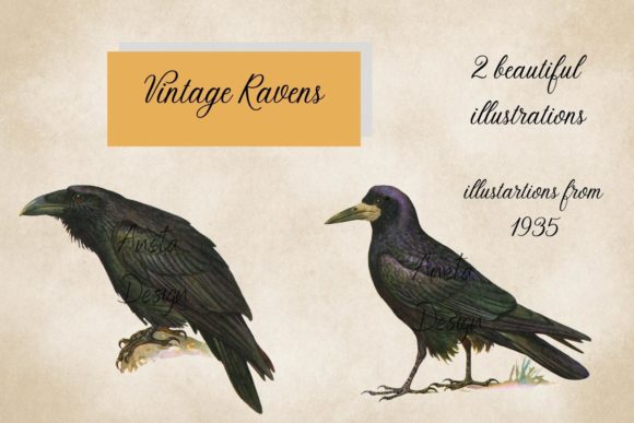 Vintage Ravens Illustrations: Elevate Your Creative Projects