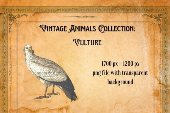 Vintage Vulture Illustration: A Unique Design Asset
