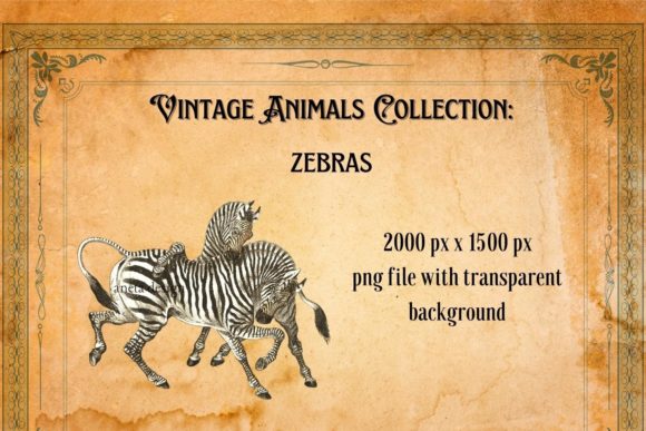 Vintage Zebras Illustration: A Timeless Design Asset